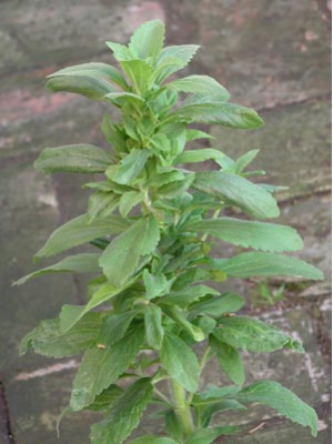 media