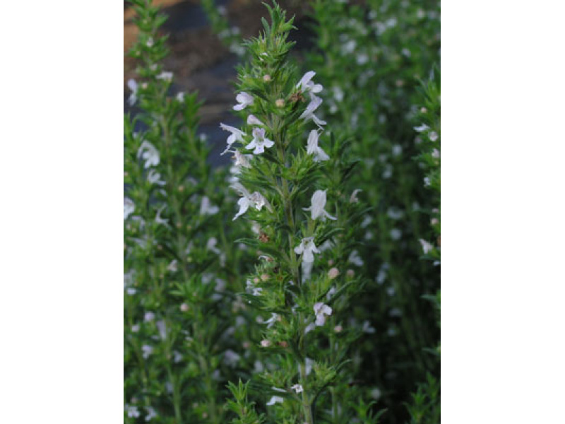 évelő borsfű