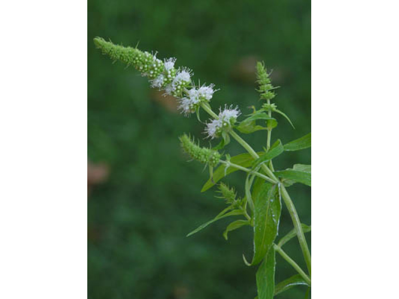 Karoo menta