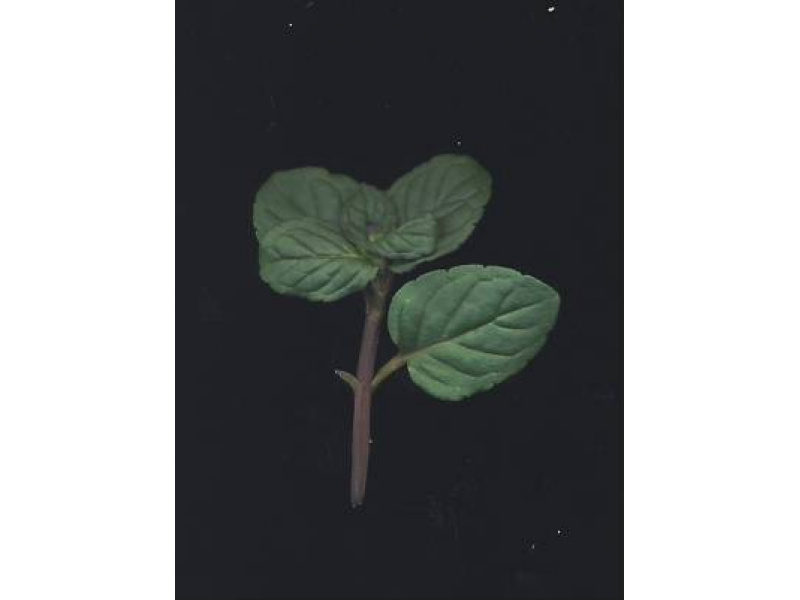 borsmenta