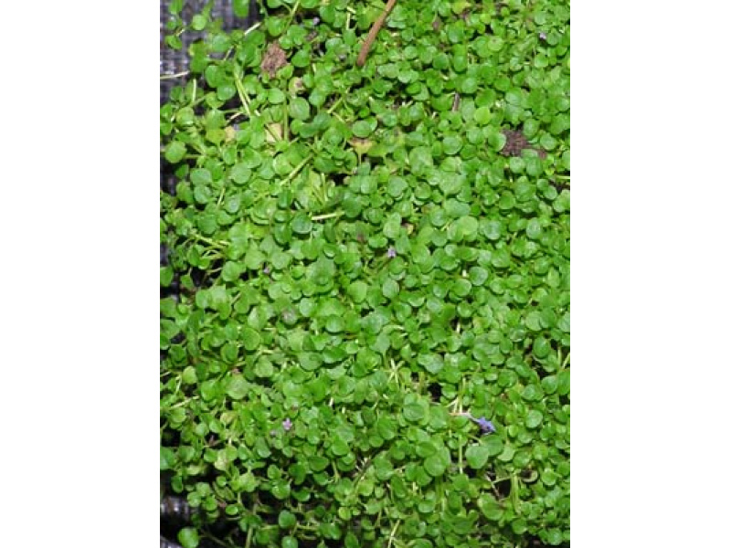 korzikai menta