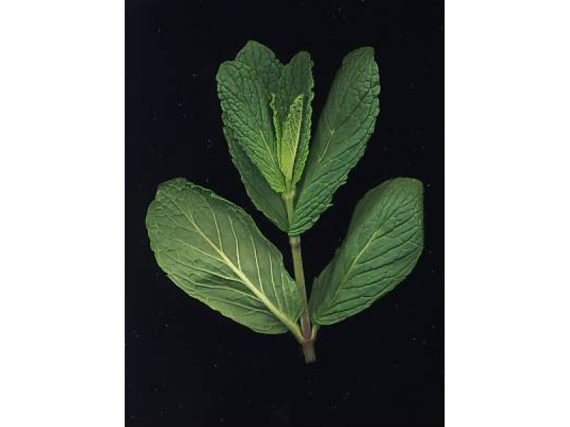 marokkói menta